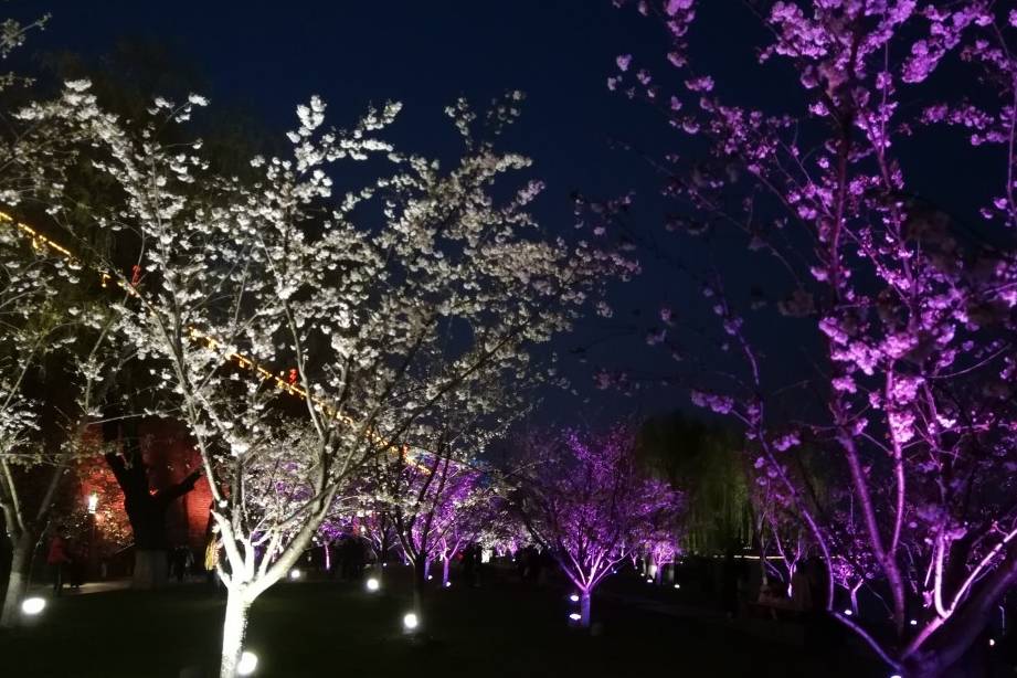 玄武湖樱花绽放的夜景美不胜收6
