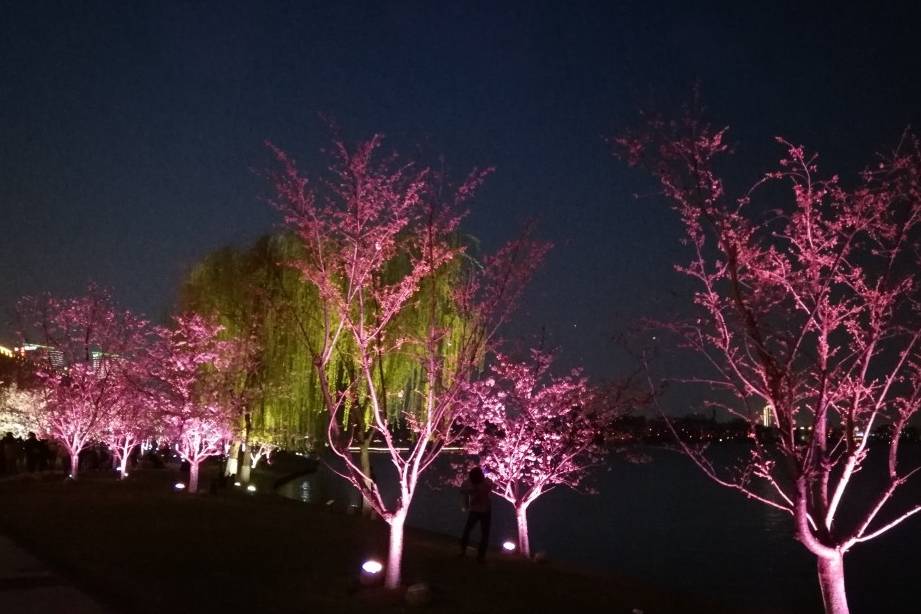 玄武湖樱花绽放的夜景美不胜收7