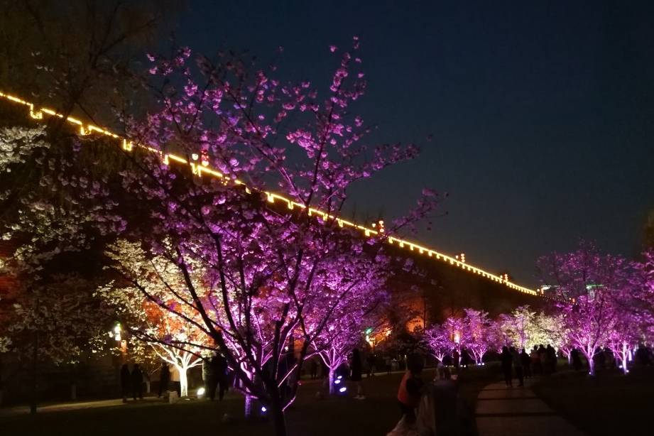 玄武湖樱花绽放的夜景美不胜收8