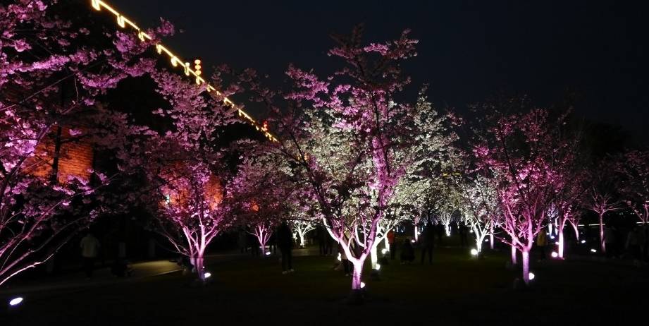 玄武湖樱花绽放的夜景美不胜收9