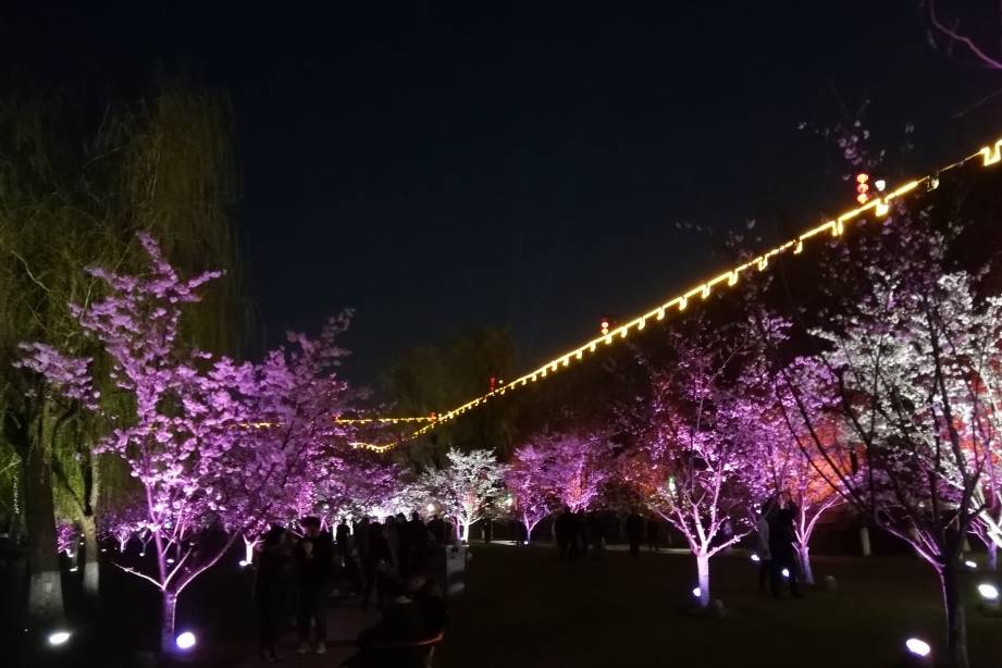 玄武湖樱花绽放的夜景美不胜收10