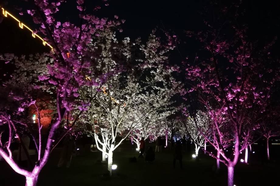 玄武湖樱花绽放的夜景美不胜收11