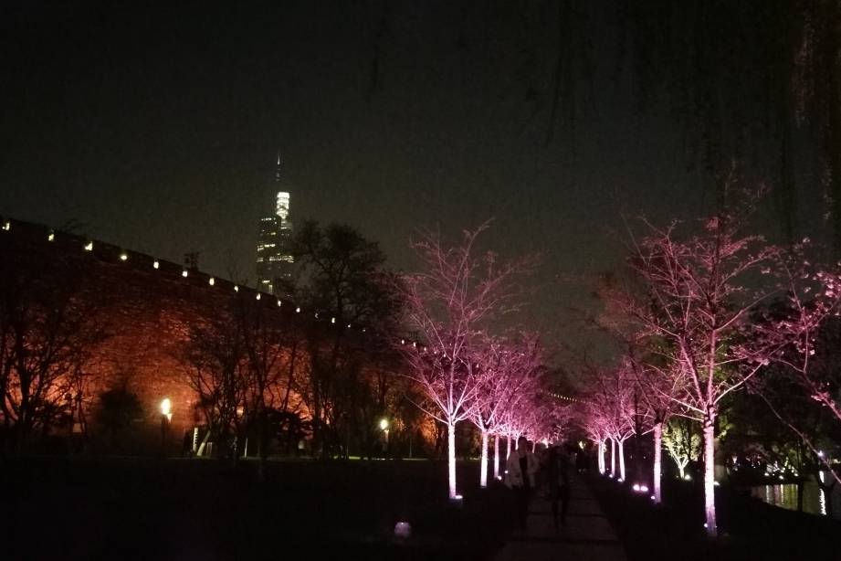 玄武湖樱花绽放的夜景美不胜收12