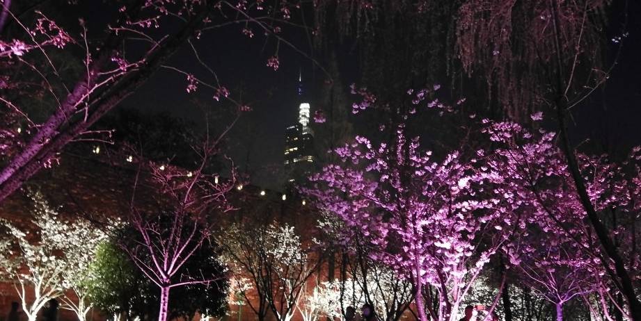 玄武湖樱花绽放的夜景美不胜收13