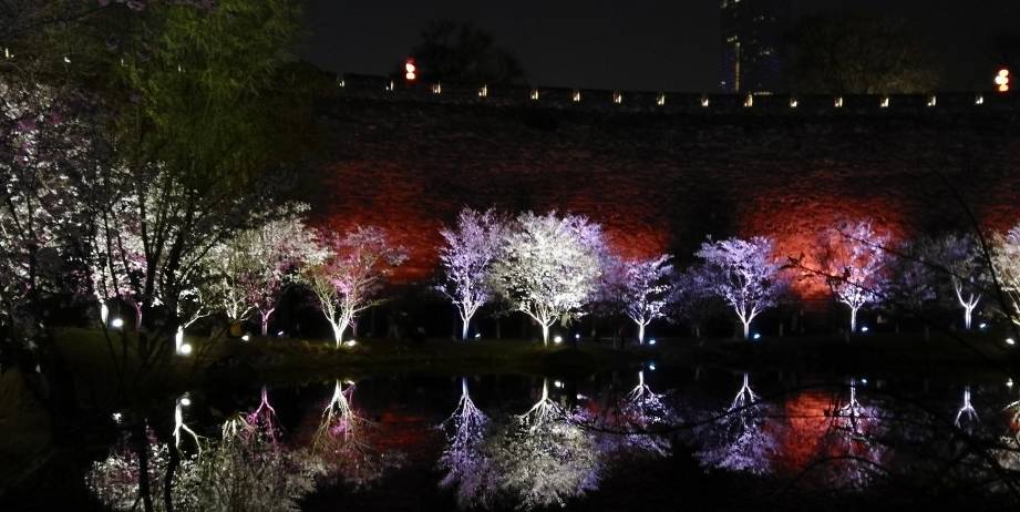 玄武湖樱花绽放的夜景美不胜收18