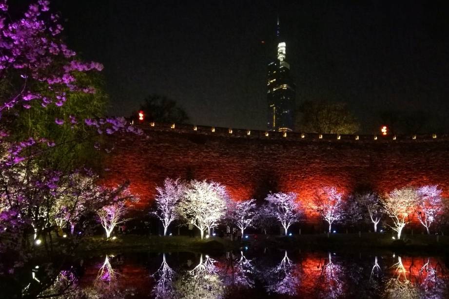 玄武湖樱花绽放的夜景美不胜收20