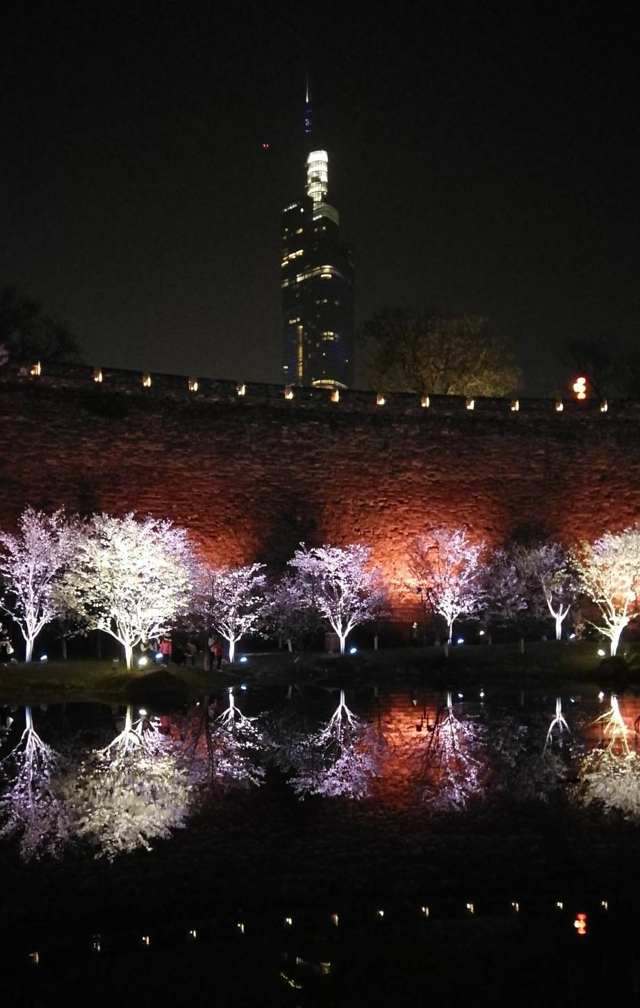 玄武湖樱花绽放的夜景美不胜收22