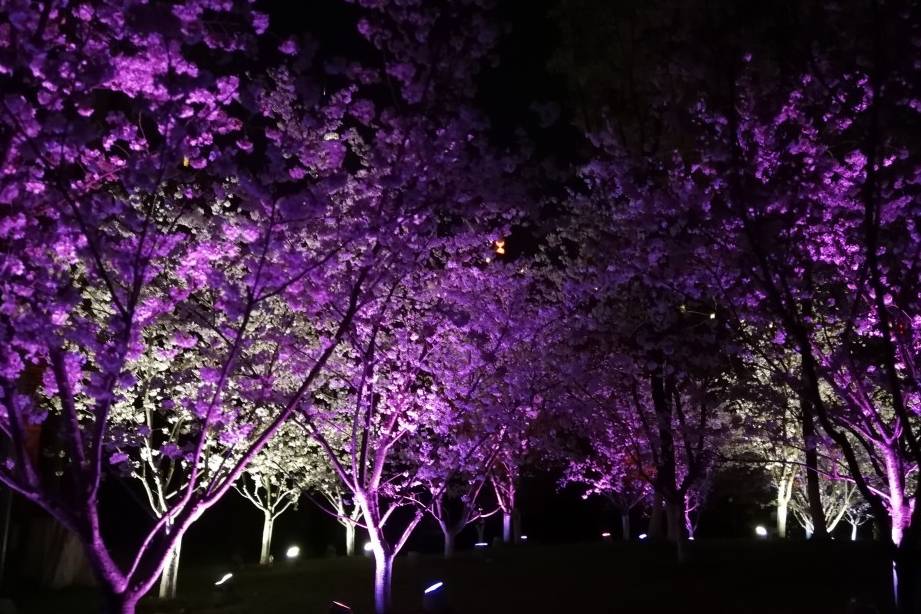 玄武湖樱花绽放的夜景美不胜收24