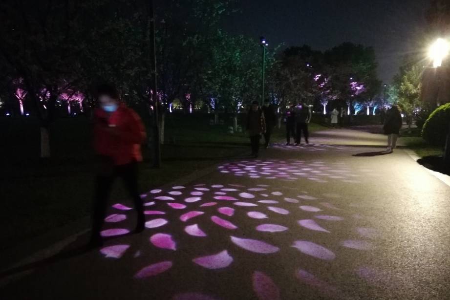 玄武湖樱花绽放的夜景美不胜收25