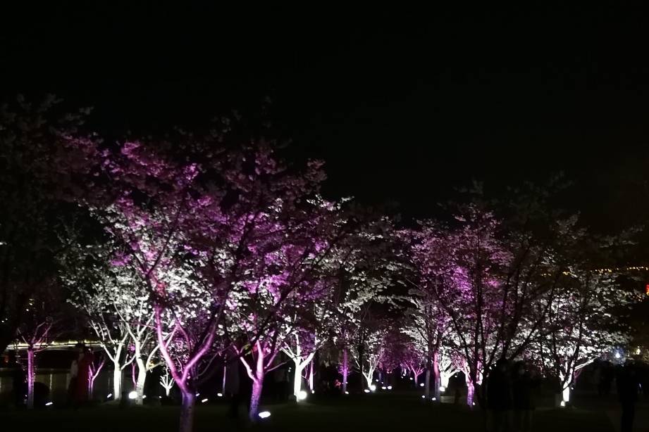 玄武湖樱花绽放的夜景美不胜收26