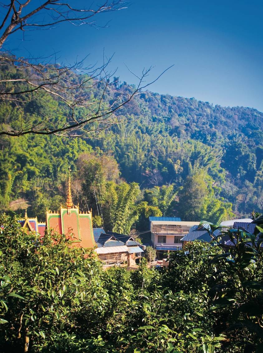 走进春天的茶山1