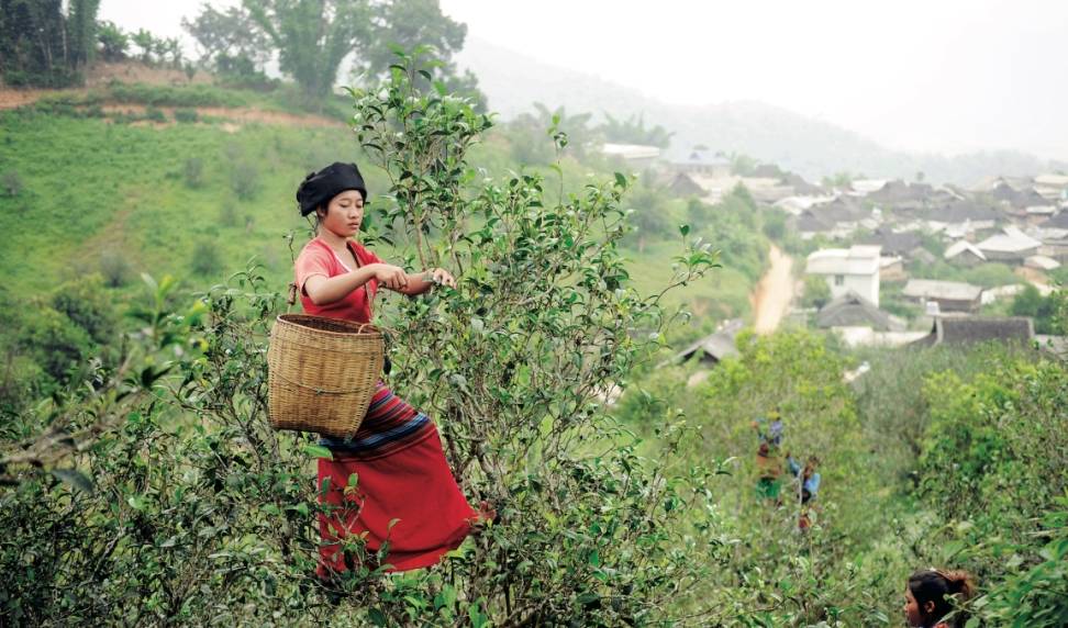 走进春天的茶山2