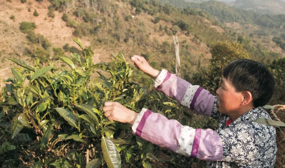 走进春天的茶山4