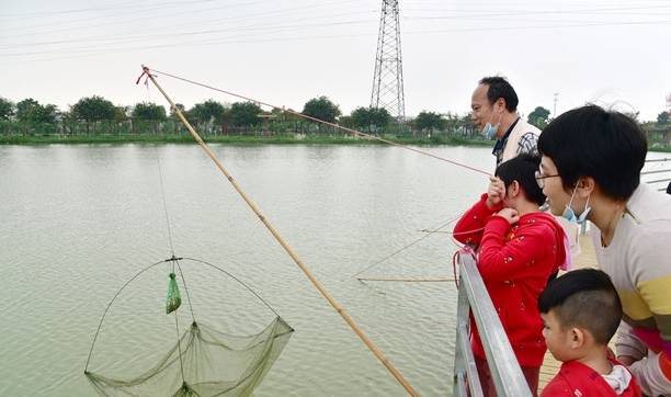 佛山桑园围文化遗产催生“春游热”,市民举家去桑园摘桑果3