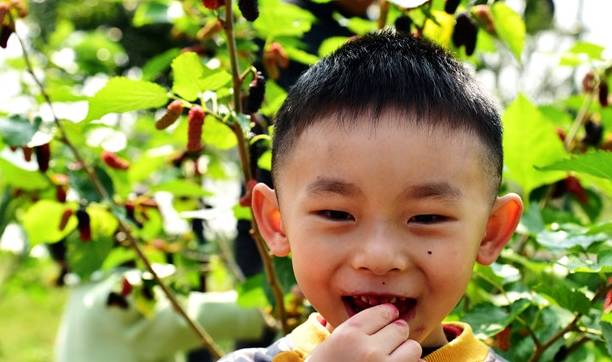 佛山桑园围文化遗产催生“春游热”,市民举家去桑园摘桑果4