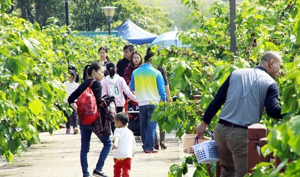 佛山桑园围文化遗产催生“春游热”,市民举家去桑园摘桑果5