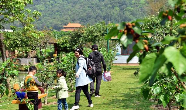 佛山桑园围文化遗产催生“春游热”,市民举家去桑园摘桑果7