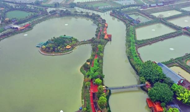 佛山桑园围文化遗产催生“春游热”,市民举家去桑园摘桑果8