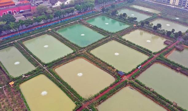 佛山桑园围文化遗产催生“春游热”,市民举家去桑园摘桑果9