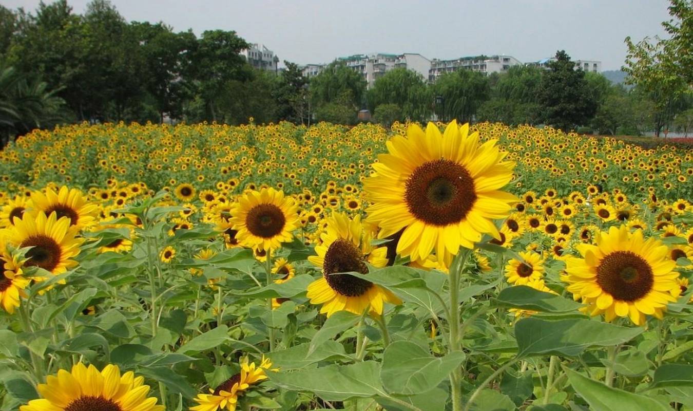 杭州一座公园,被称为“萧山的太子湾公园”,一年四季都有花盛开5