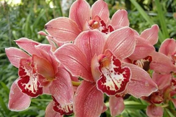 北上人免签！世界最佳旅行目的地之一，梦想中的热带奇景它都有6