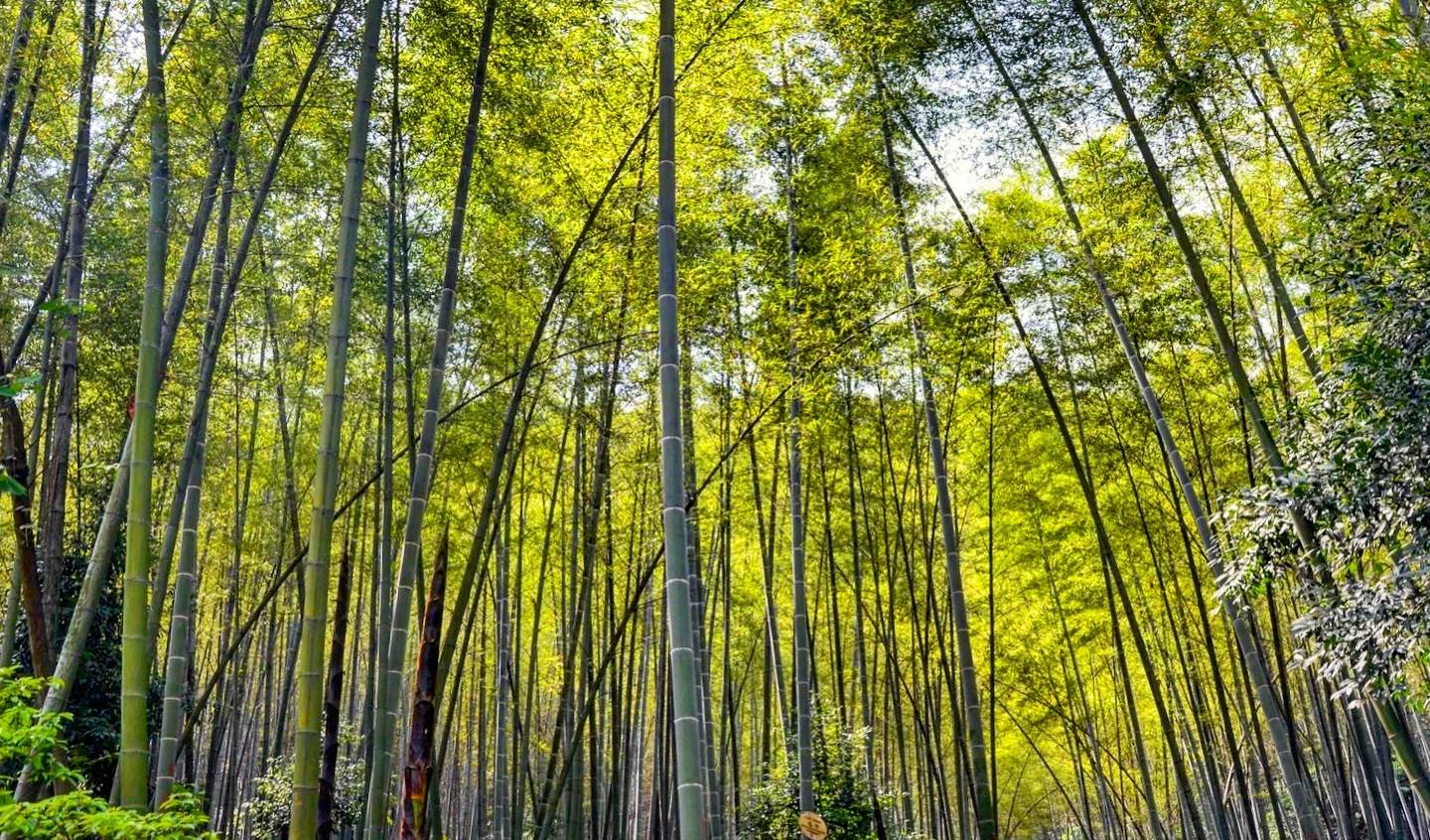 重庆北碚的佛教圣地,因李商隐而闻名,还有国内唯一的迦叶道场6