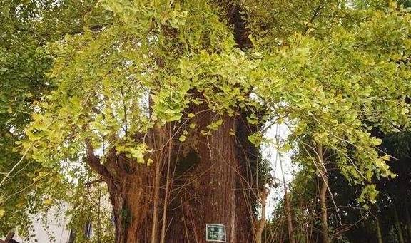 杭州余杭鸬鸟镇山沟沟村:浙江最美的十棵银杏树王之一在此1