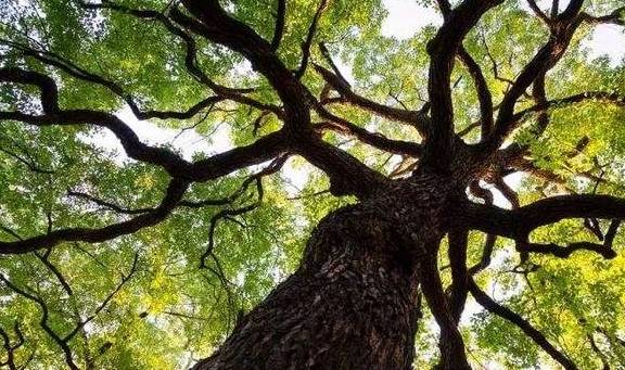 杭州余杭鸬鸟镇山沟沟村:浙江最美的十棵银杏树王之一在此2