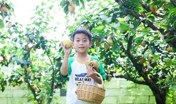 杭州余杭鸬鸟镇山沟沟村:浙江最美的十棵银杏树王之一在此3