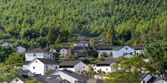 杭州余杭鸬鸟镇山沟沟村:浙江最美的十棵银杏树王之一在此5