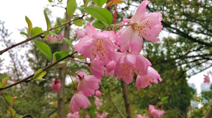 衡阳市岳屏公园百花争奇夺艳 外地游客雨中赏花别有情趣1