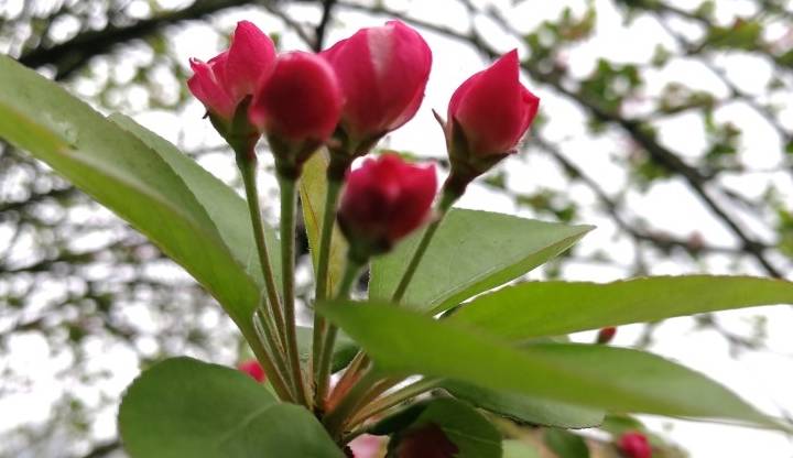 衡阳市岳屏公园百花争奇夺艳 外地游客雨中赏花别有情趣2