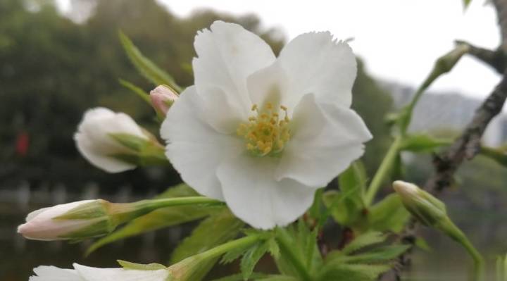 衡阳市岳屏公园百花争奇夺艳 外地游客雨中赏花别有情趣3