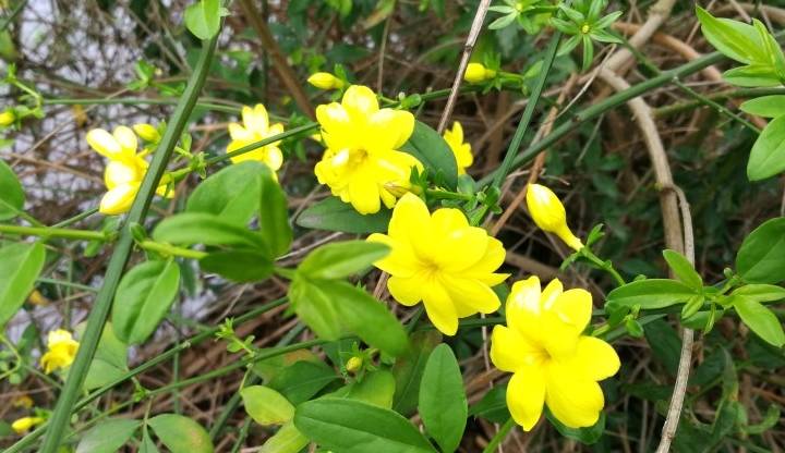 衡阳市岳屏公园百花争奇夺艳 外地游客雨中赏花别有情趣4