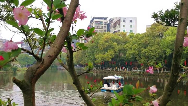 衡阳市岳屏公园百花争奇夺艳 外地游客雨中赏花别有情趣5