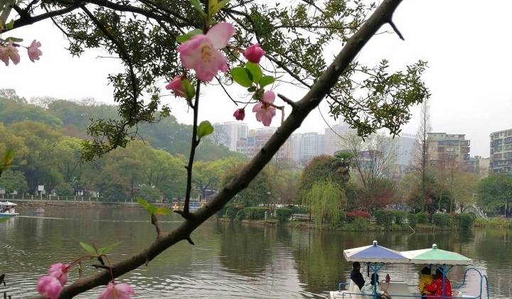 衡阳市岳屏公园百花争奇夺艳 外地游客雨中赏花别有情趣6