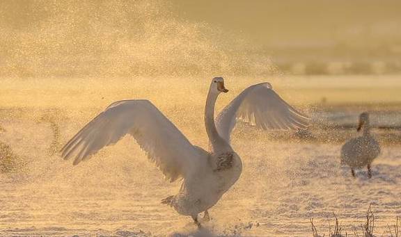 风雪荣成天:山河壮丽,人间温暖4