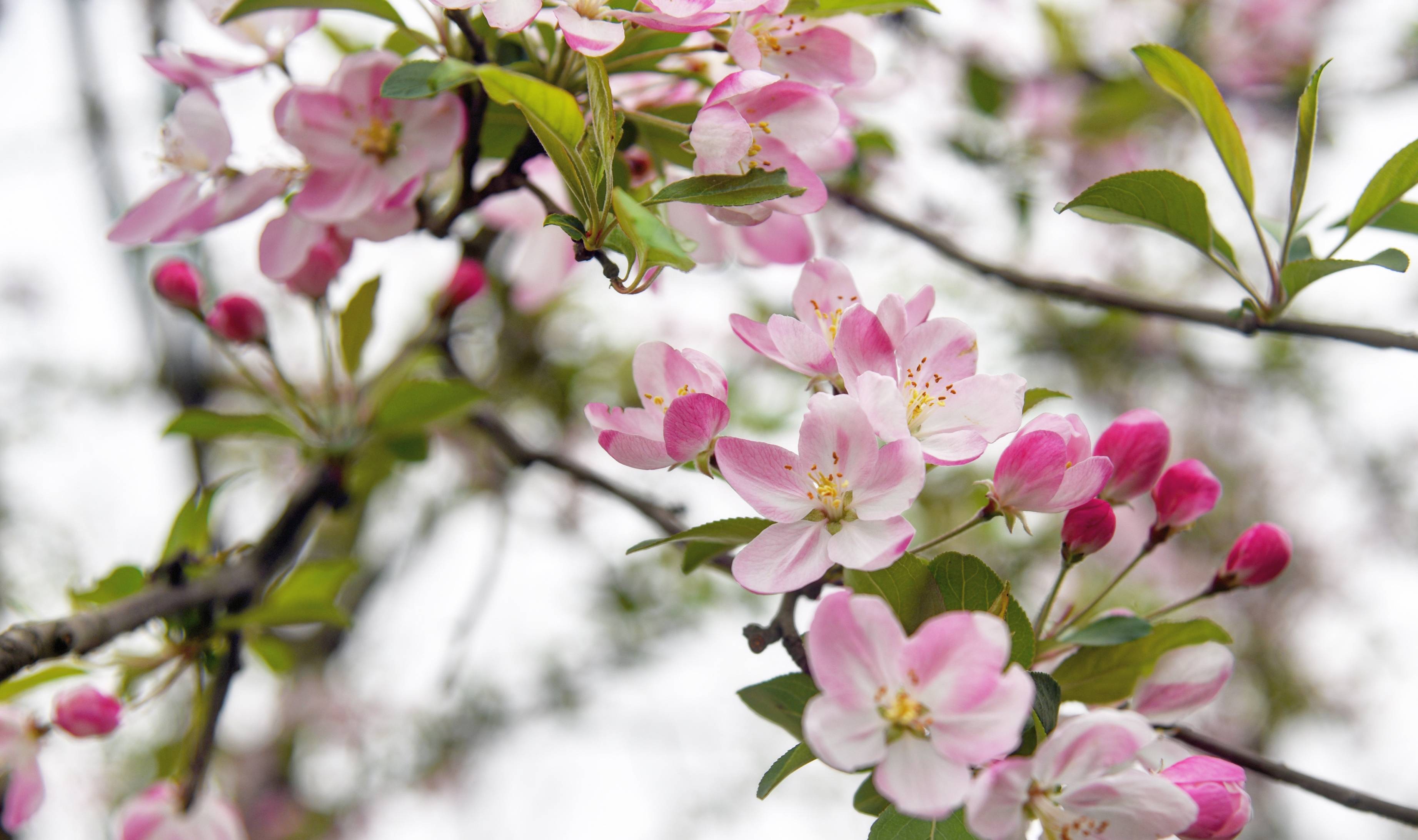 眉山赏花好去处,十余种樱花混栽,堪称四川十大花卉观赏地之一3