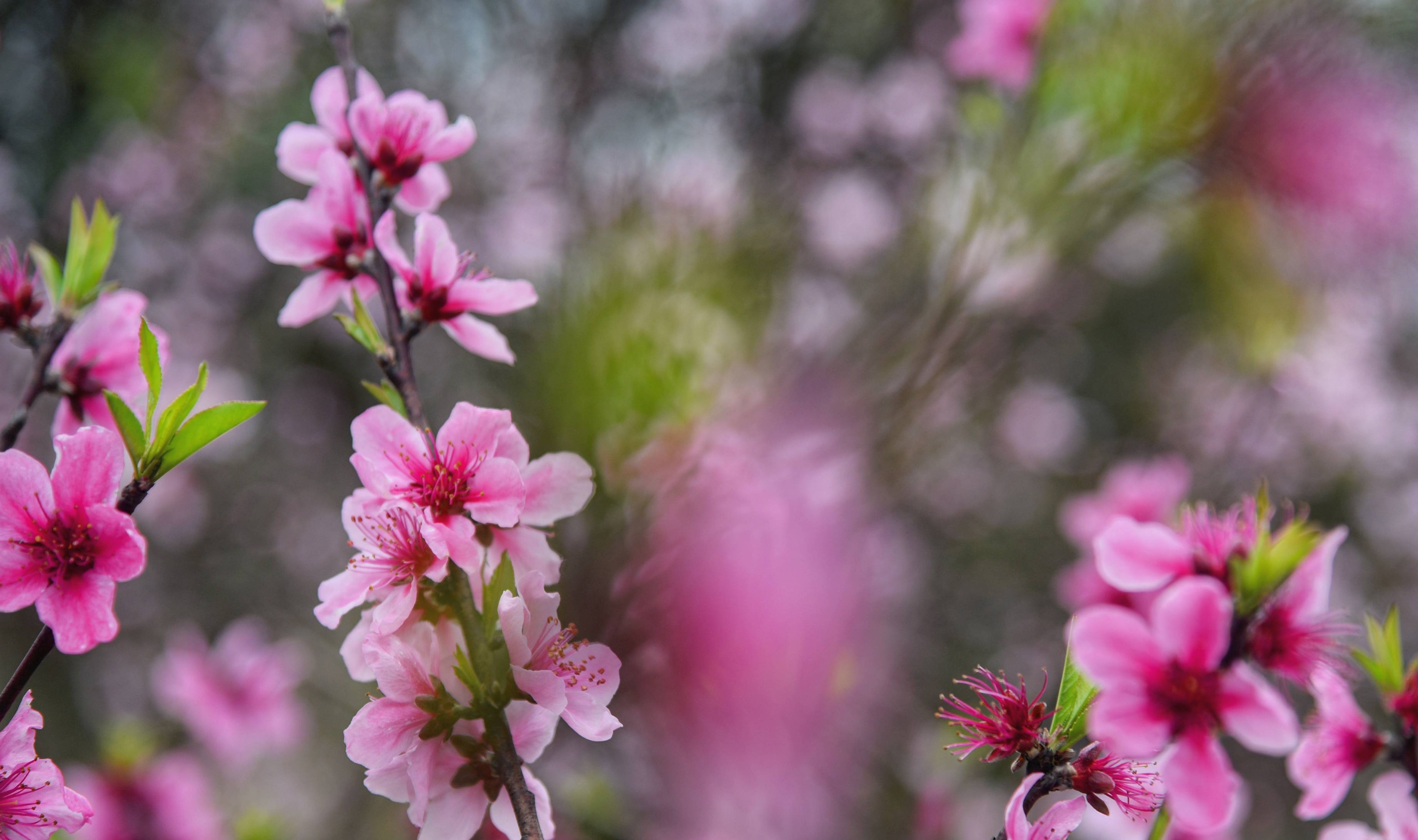眉山赏花好去处,十余种樱花混栽,堪称四川十大花卉观赏地之一4