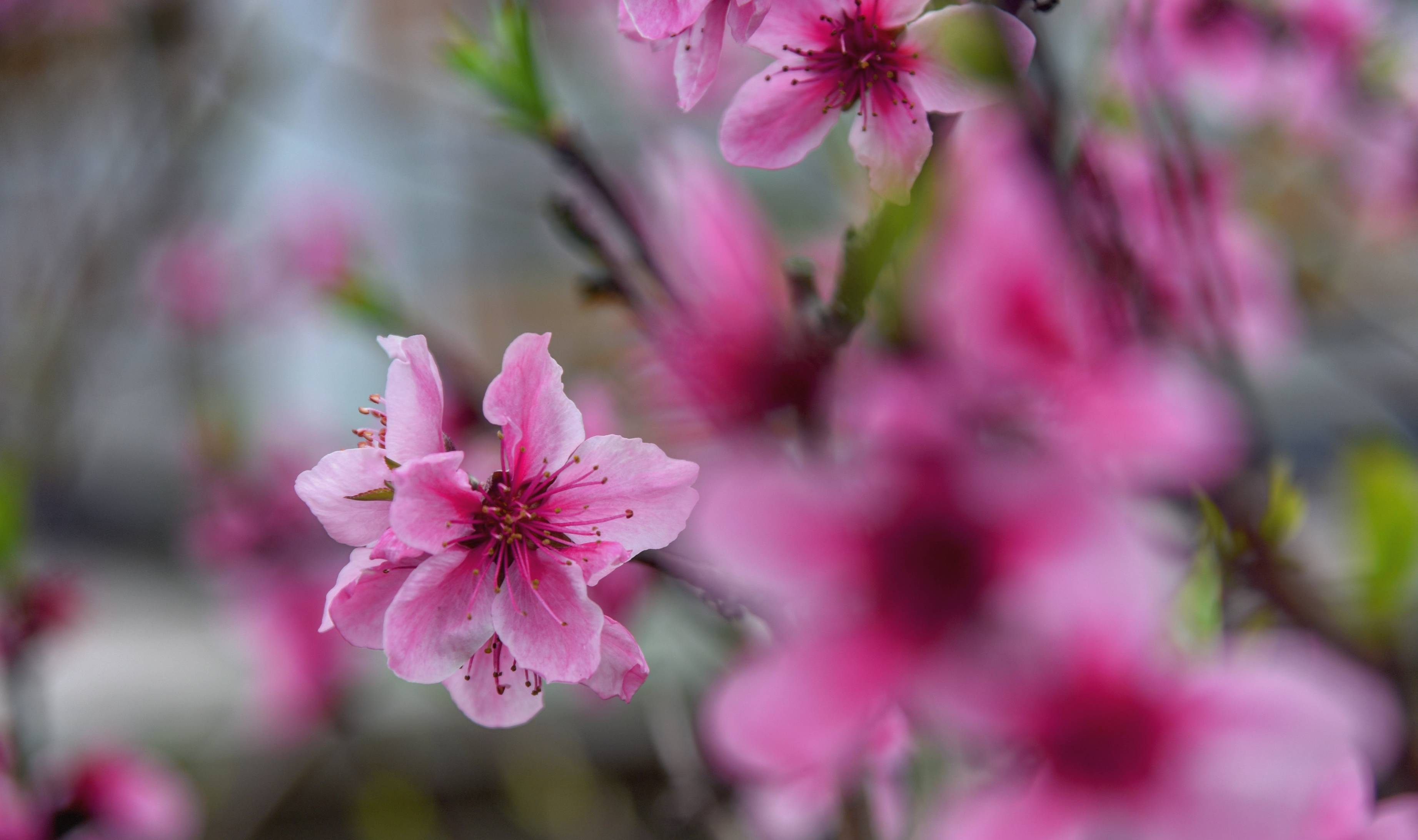 眉山赏花好去处,十余种樱花混栽,堪称四川十大花卉观赏地之一5