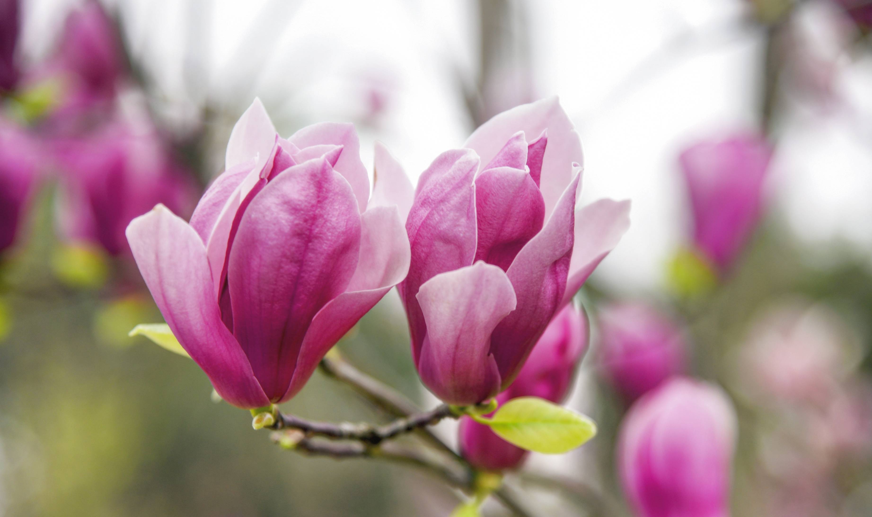 眉山赏花好去处,十余种樱花混栽,堪称四川十大花卉观赏地之一6