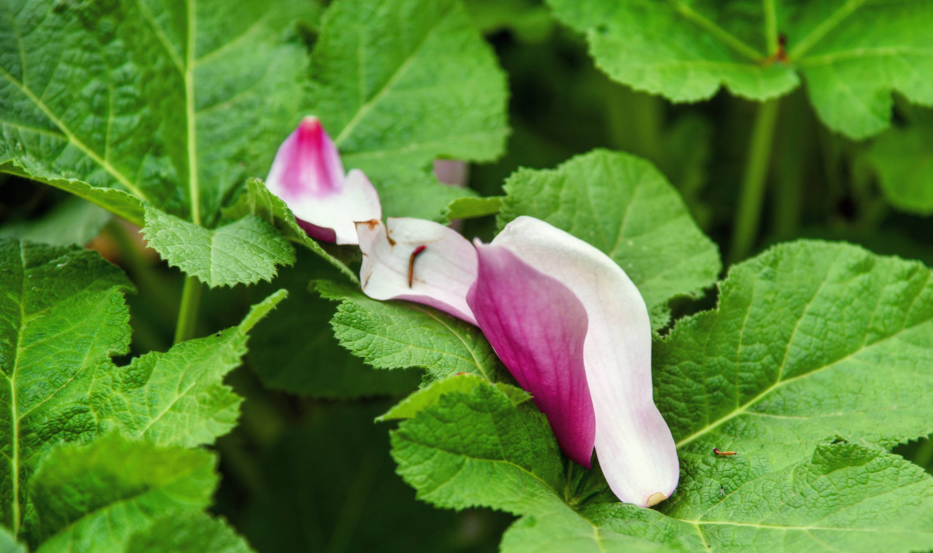 眉山赏花好去处,十余种樱花混栽,堪称四川十大花卉观赏地之一7