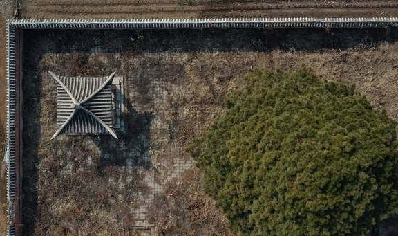 沈阳“雪藏”五百岁古松,就在城南这个村1