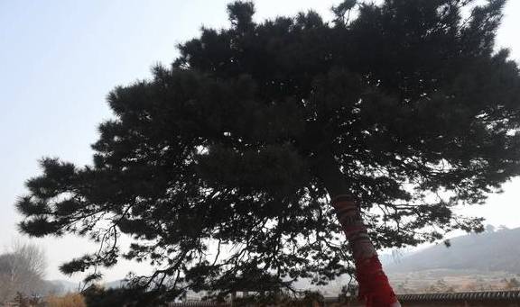 沈阳“雪藏”五百岁古松,就在城南这个村4