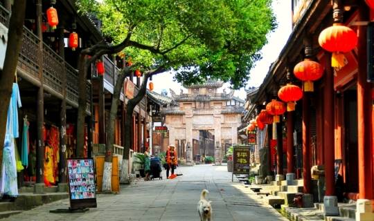 沈阳“雪藏”五百岁古松,就在城南这个村5