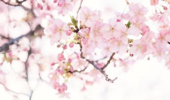 3-6天踏春好去处!这些人少景美的赏樱胜地,搭个高铁就能到1