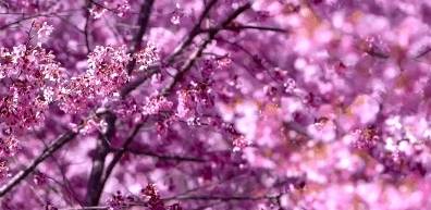 3-6天踏春好去处!这些人少景美的赏樱胜地,搭个高铁就能到3