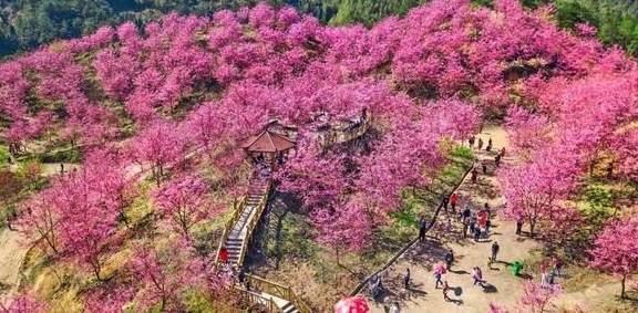 3-6天踏春好去处!这些人少景美的赏樱胜地,搭个高铁就能到5