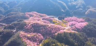 3-6天踏春好去处!这些人少景美的赏樱胜地,搭个高铁就能到6
