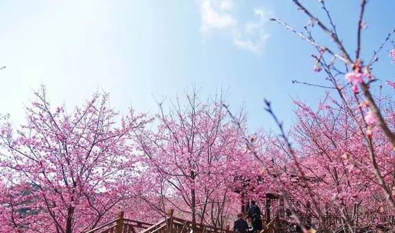 3-6天踏春好去处!这些人少景美的赏樱胜地,搭个高铁就能到7